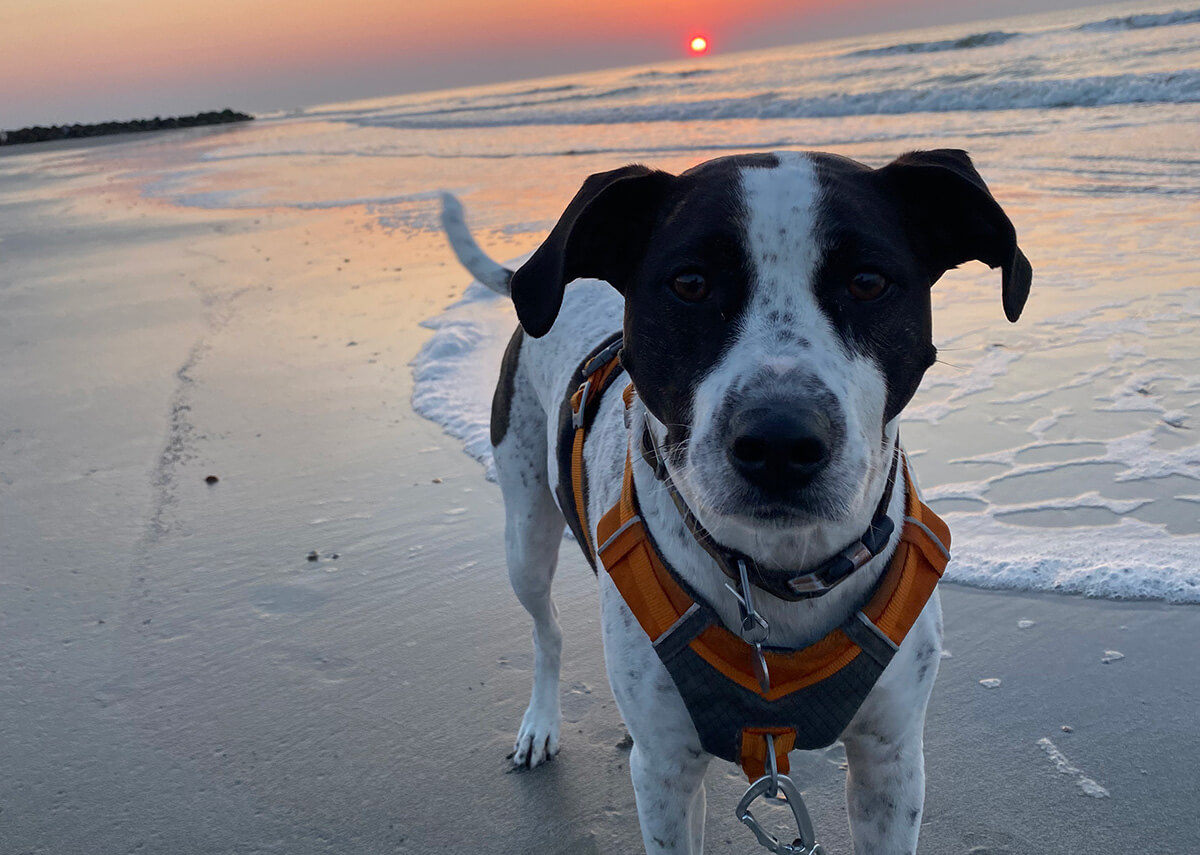 Cayenne Bennett's dog Bernice